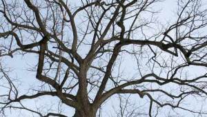 Black_walnut_tree_winter (1)